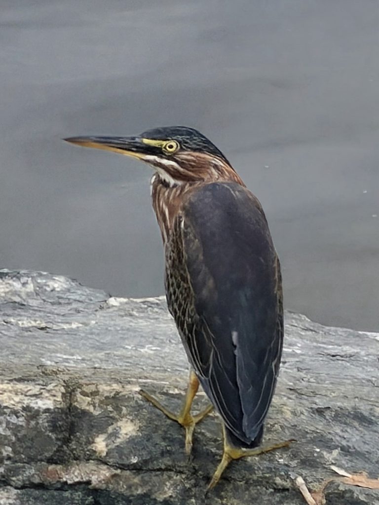 Green heron at the water's edge